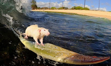 Name:  Ratte mit Surfbrett.jpg
Hits: 2515
Gre:  49,0 KB