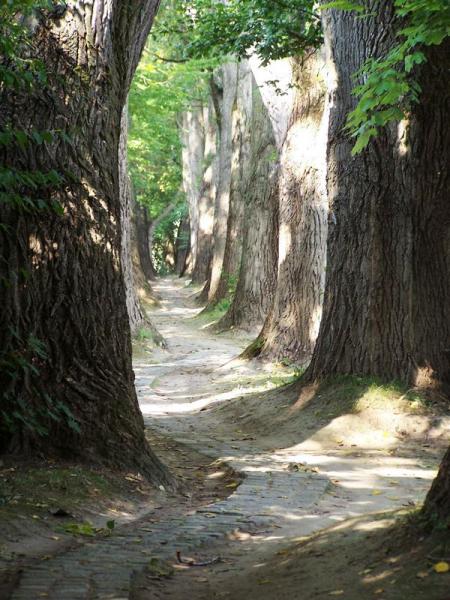 Name:  1554-Die-Allee.jpg
Hits: 655
Gre:  63,3 KB