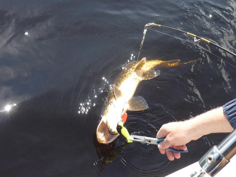 Name:  P1040472.jpg
Hits: 2676
Größe:  49,1 KB