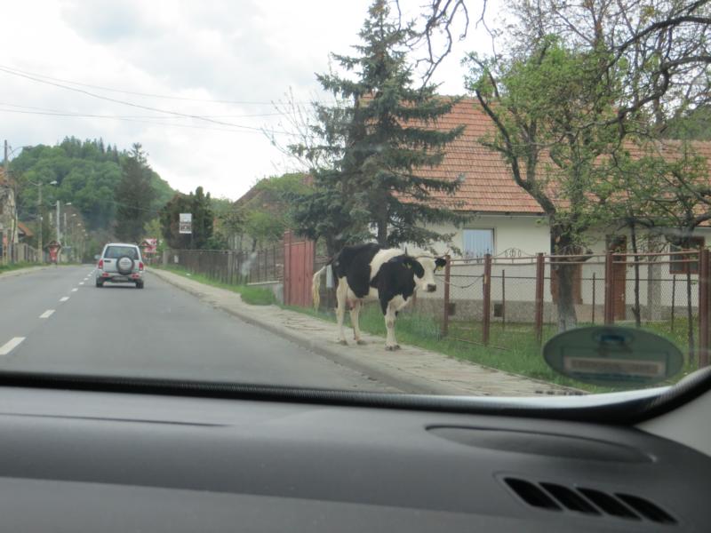 Name: K800_IMG_0047.JPG
Hits: 944
Größe: 75,9 KB