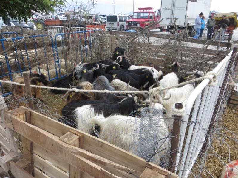 Name:  K800_IMG_0560.jpg
Hits: 2023
Größe:  99,2 KB