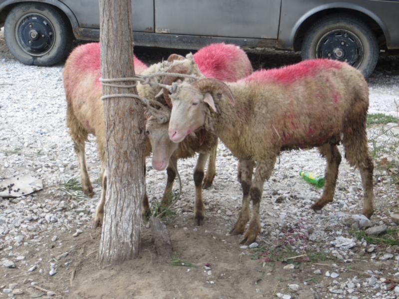 Name:  K800_IMG_0561.jpg
Hits: 2086
Größe:  87,7 KB