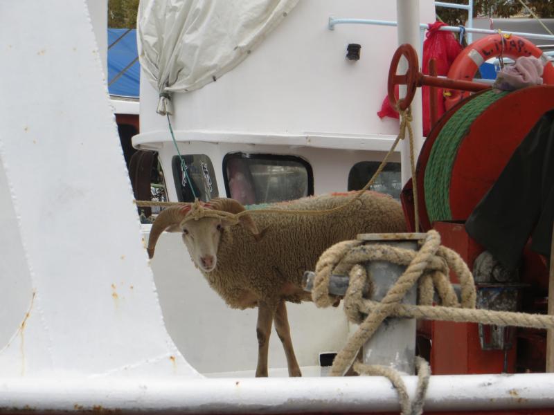 Name:  K800_IMG_0571.JPG
Hits: 2050
Größe:  63,7 KB