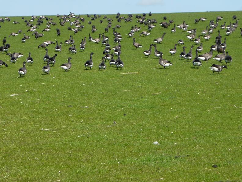 Name:  P1050151.jpg
Hits: 3959
Größe:  100,8 KB