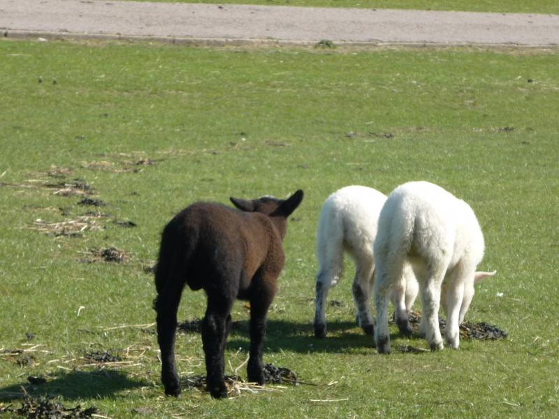 Name:  P1050152.jpg
Hits: 4004
Größe:  73,4 KB