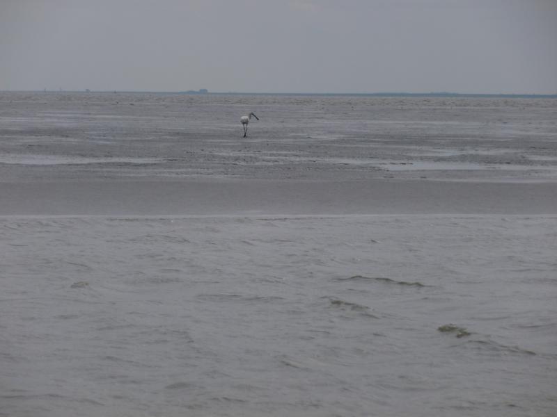 Name: P1010564_klein.jpg
Hits: 6137
Größe: 32,5 KB