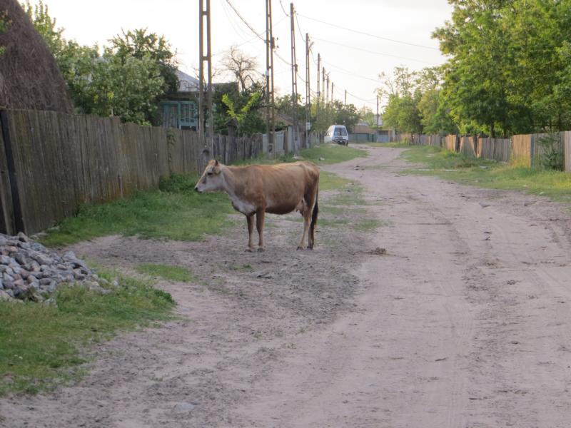 Name: K800_IMG_0177.JPG
Hits: 1368
Größe: 87,2 KB